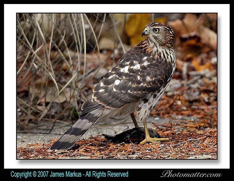 Image of 
hawk shot with Nikon D300